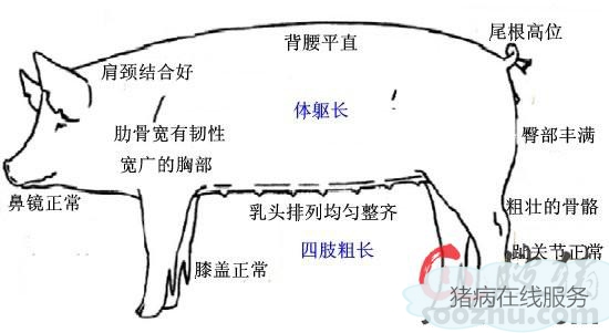 【技術(shù)資訊】后備母豬的飼養(yǎng)管理（一）